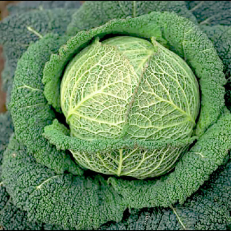 Капуста Віденська зима (150шт) савойська